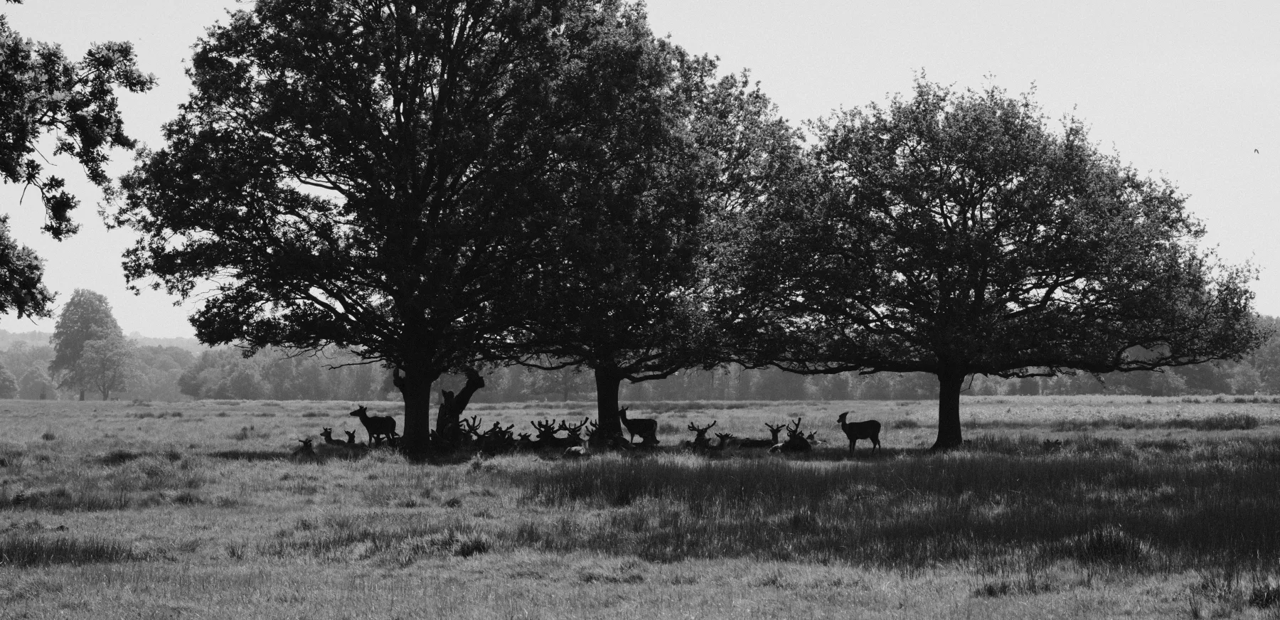 Family Tree